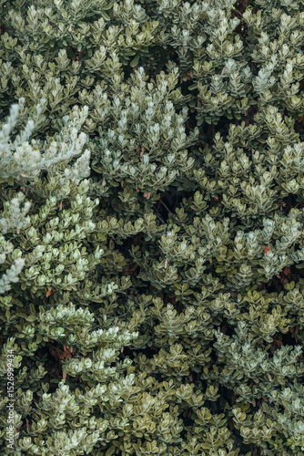 Green thickets of many small leaves