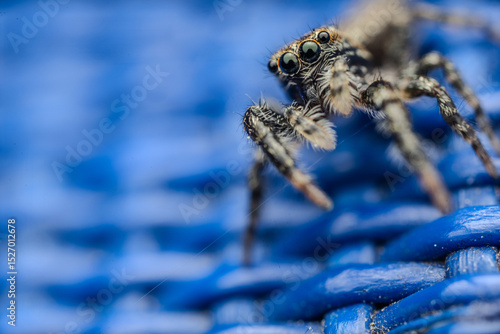 spider on a blue background - supermacro, closeup, big eyes and hairy body, refletions in the eyes