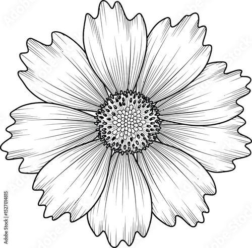 Elegant black and white cosmos flower illustration