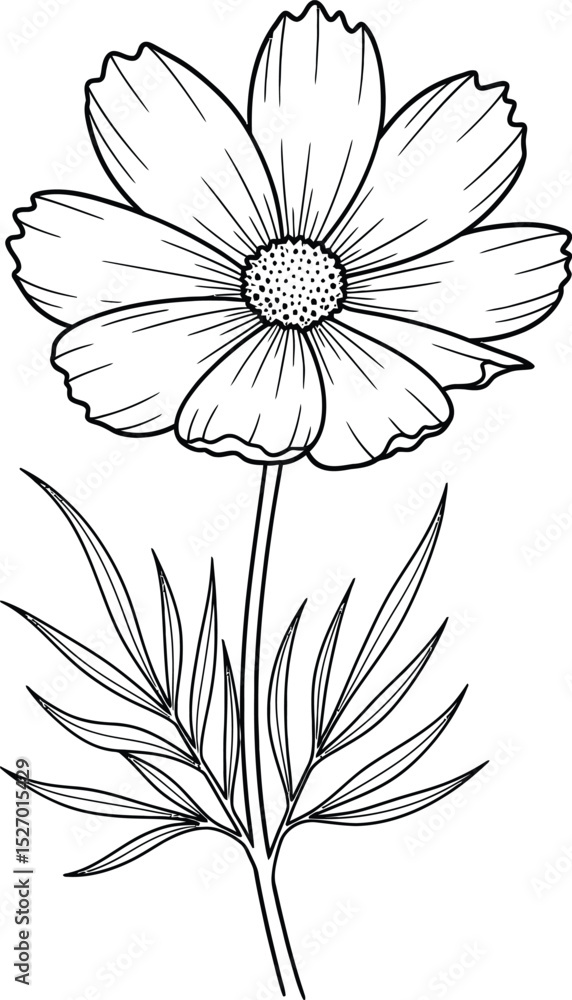 Obraz premium Elegant line art cosmos flower botanical illustration