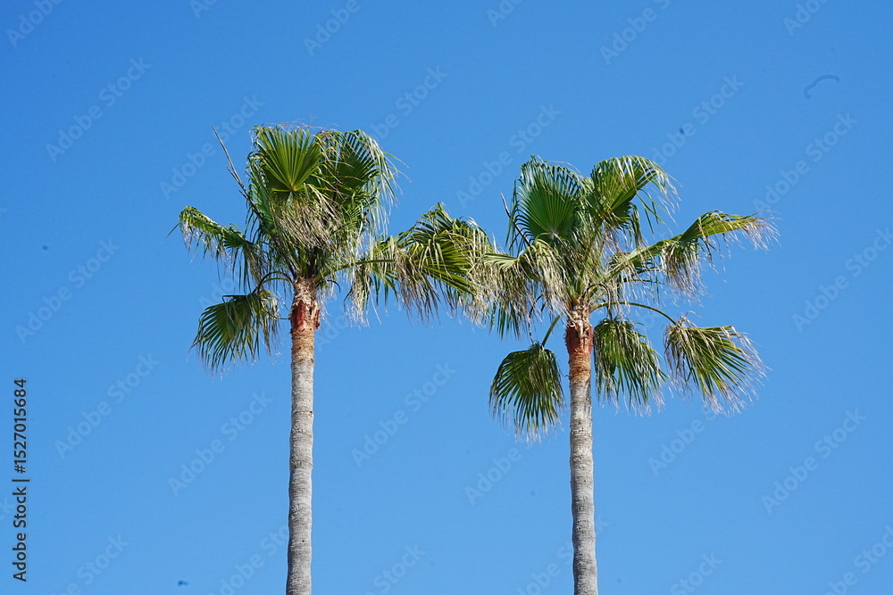 Obraz premium Palm trees in summer