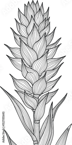 Elegant line drawing of a tropical ginger flower