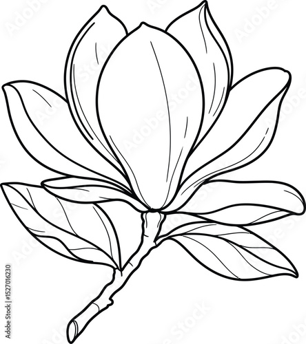 Elegant line art magnolia flower botanical illustration