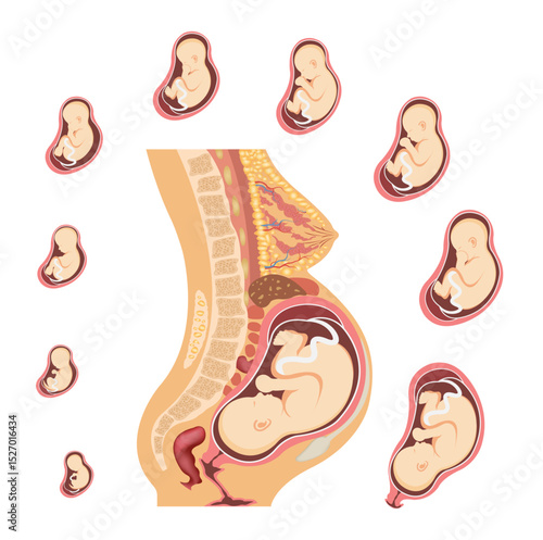Stages of Human Embryo Development. Fetal growth and pregnancy from 1 to 9 months before birth