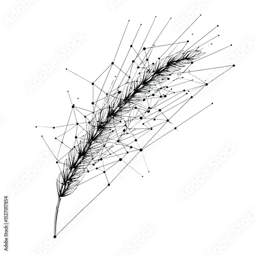 Abstract low poly style wheat spikelet illustration with interconnected dots and lines for agriculture and grain concept design in black on white background