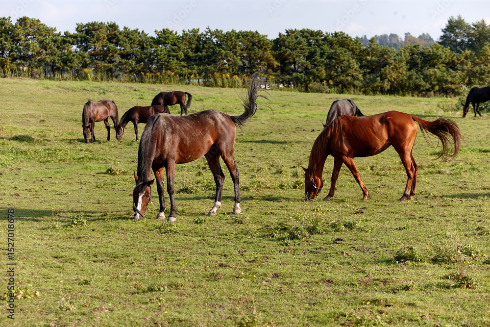 custom made wallpaper toronto digitalHorses are grazing in a lush green meadow under a clear sky. Several horses can be seen enjoying the grass while trees provide a scenic backdrop, hinting at early autumn