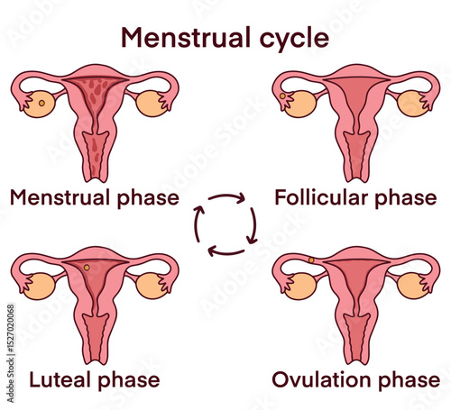 Full menstrual cycle infographic with four key phases: menstrual, follicular, ovulation, and luteal. Ideal for gynecology, hormone education, and health classes