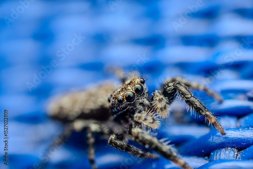 spider on a blue background - supermacro, closeup, big eyes and hairy body, refletions in the eyes