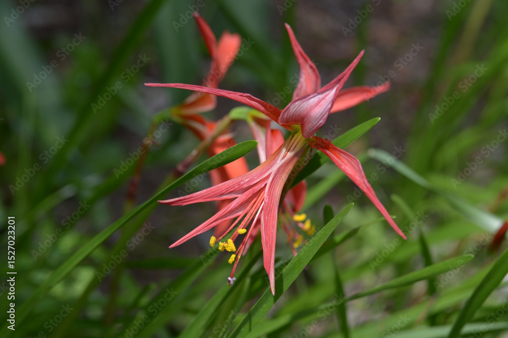 Fototapeta premium ツバメズイセン スプレケリア