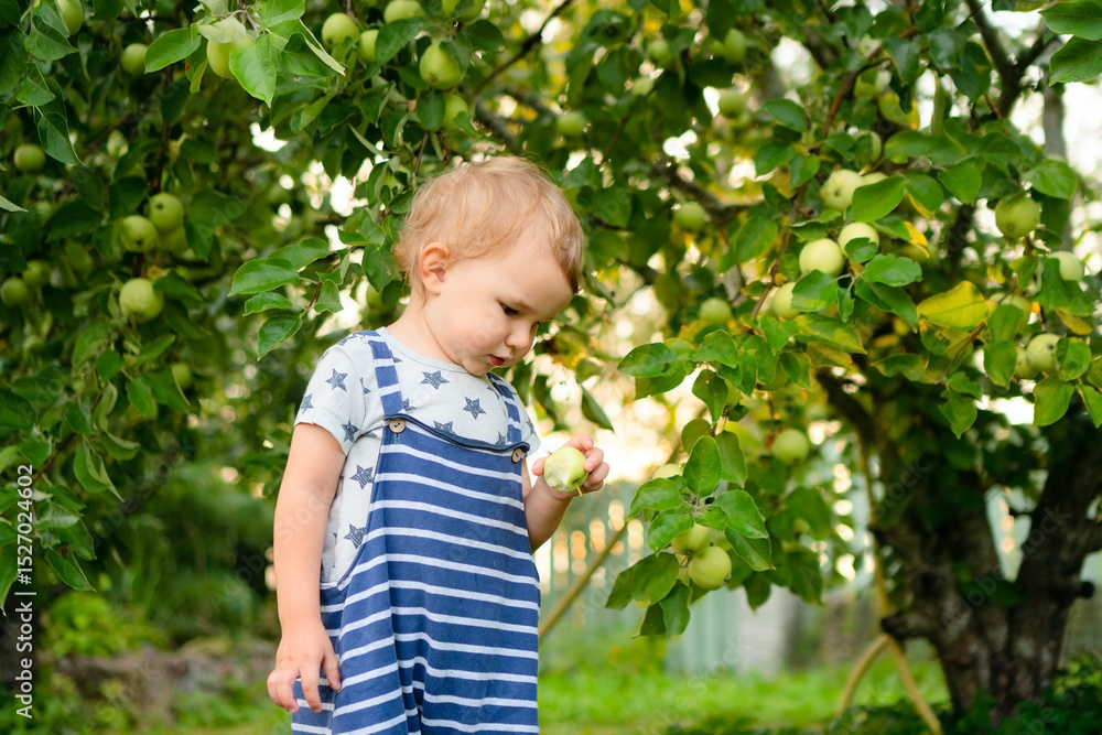In a peaceful orchard, a toddler eagerly reaches for and eats a fresh apple. A healthy snack straight from nature. Quiet countryside life, freedom, and taste of real summer. In a peaceful orchard, a toddler eagerly reaches for and eats a fresh apple. A healthy snack straight from nature. Quiet countryside life, freedom, and taste of real summer.