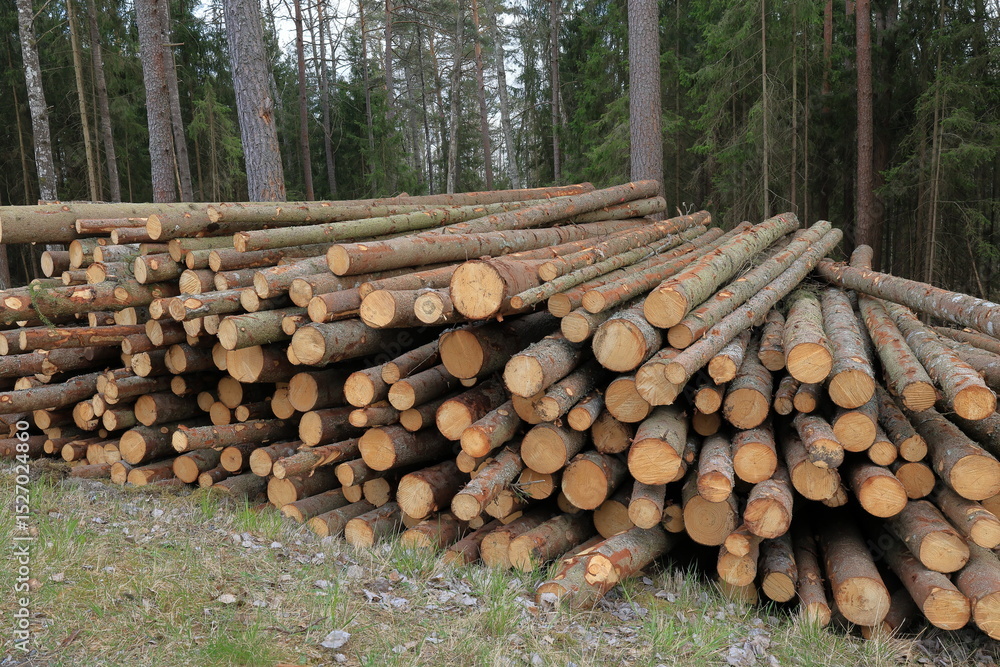 Wood timber cut off. Industrial forest work. Mostly fir trees. Sweden 2025. Wood timber cut off. Industrial forest work. Mostly fir trees. Sweden 2025.