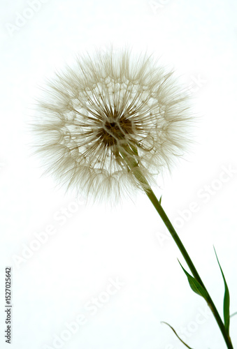 Wallpaper Mural a gosbeard flower grows in a field Torontodigital.ca