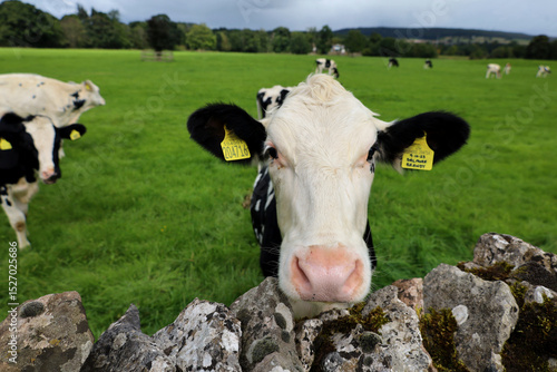 Curious cows on a farm in England, UK