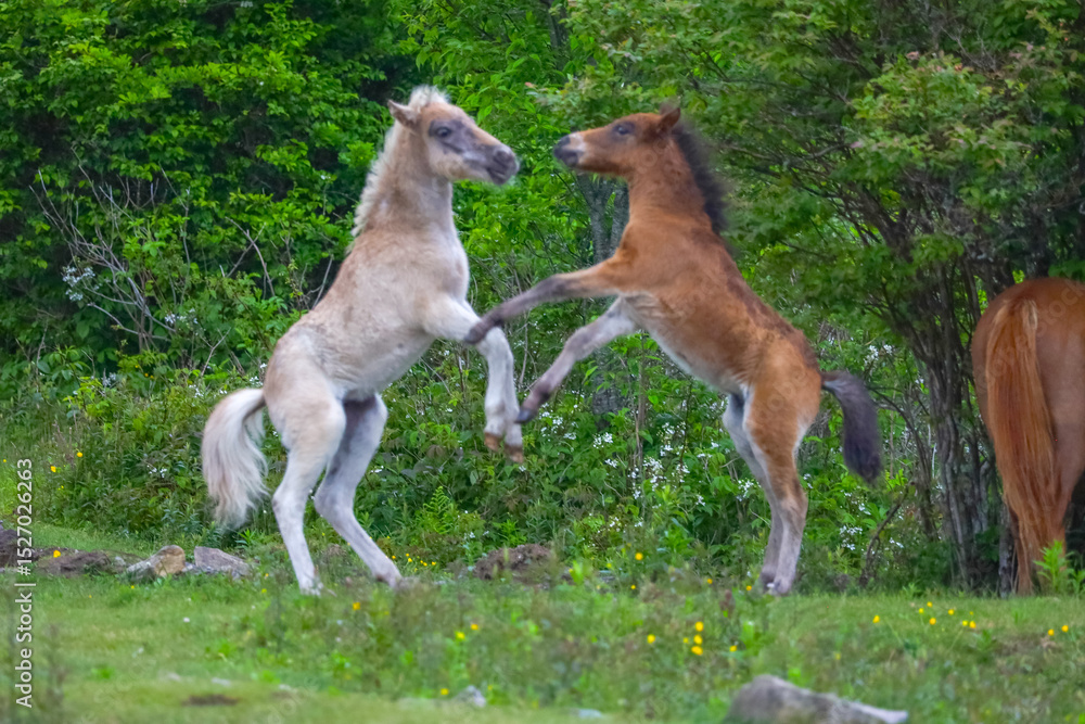 Fototapeta premium Pony foals playing at Grayson Highlands