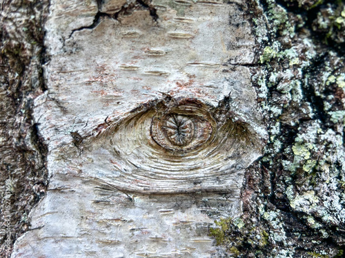 bark of a birch tree in the shape of an eye