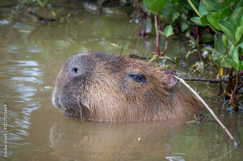 Capybara Swimming in Water