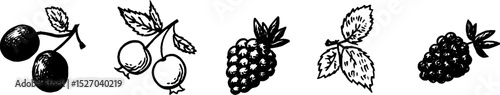Quirky blueberry and berry sketches for creative design projects
