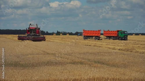 A combine harvester with a device for mowing wheat and a truck with a trailer for grain are driving through the field. forage harvesting, silage, for cattle