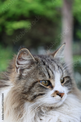 Wallpaper Mural Fluffy resting cat. Fluffy resting cat macro face. High quality photo Torontodigital.ca