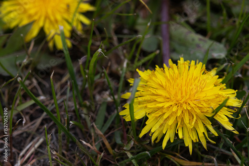 Wallpaper Mural A fully bloomed dandelion flower Torontodigital.ca