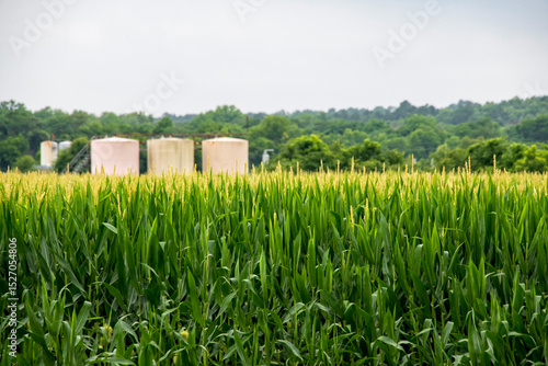 Corn Plants with Petroleum Tank Battery in Background
