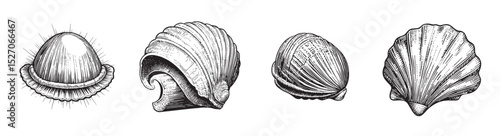 Vintage Shell Illustrations with Detailed Line Art and Engravings, logo design, engraving design, vector illustration