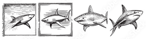 Vintage Engravings of Shark Species Illustrations in Four Styles, logo design, engraving design, vector illustration