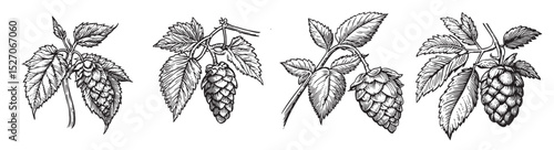 Vintage Botanical Illustration of Hop Plant with Cones and Leaves, vintage retro hipster logo design, vector illustration, engraving design