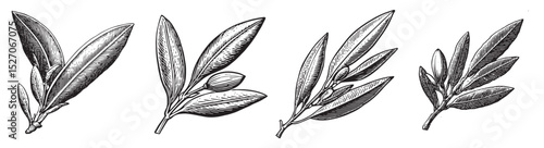 Vintage Botanical Illustration of Leafy Twigs and Buds, vintage retro hipster logo design, vector illustration, engraving design