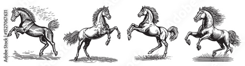 Vintage Horse Illustrations in Four Dynamic Poses for Art and Design, Set Logo design, Vector Illustration, Engraving style