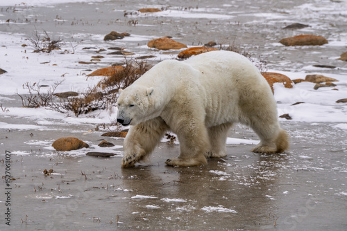 Close up polar bear walking on Ice on the frozen tundra of Churchill Canada