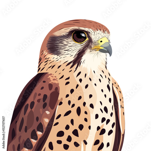 Kestrel Close Up illustration vector 2D flat, isolated on a white background.
