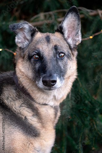 Alter Schäferhund mit Knickohr aus Kamerun – Charakterstarker Hund im Portrait