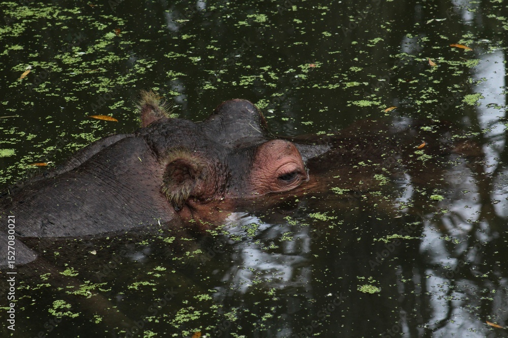 Fototapeta premium Lucifer the hippopotamus in Homosassa Springs Florida