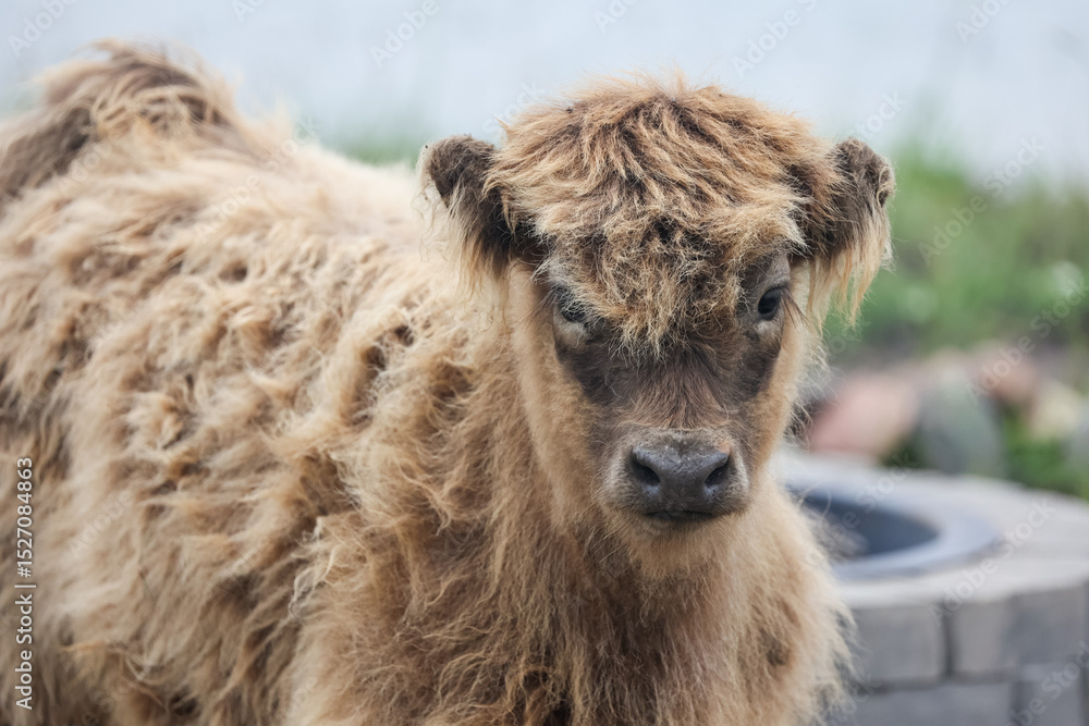 Fototapeta premium Baby Scottish Highland Cow