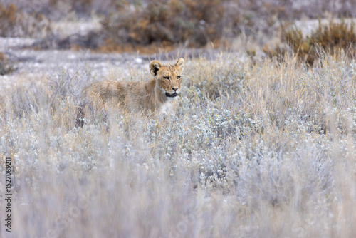 lion cub in Tosha