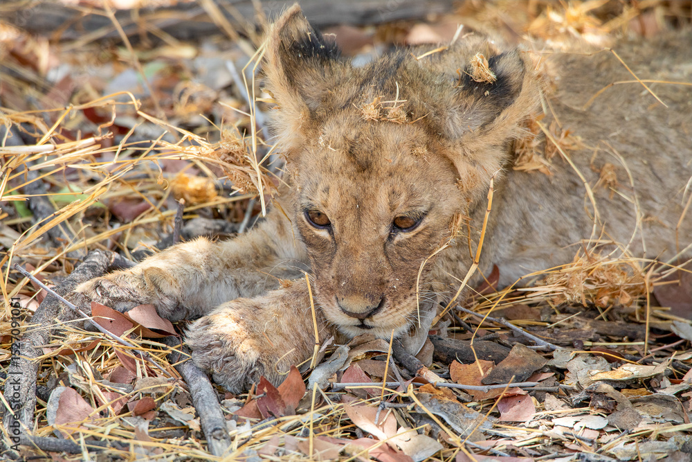 Lion at Etosha National Park, Namibia Lion at Etosha National Park, Namibia