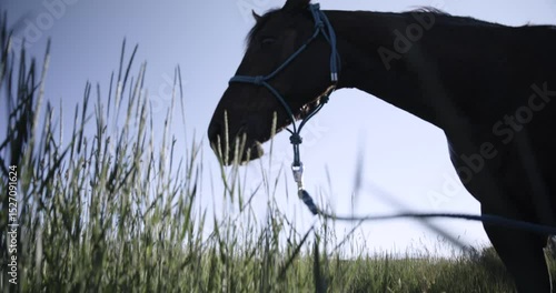 Silhouette of majestic horse eating tall grass - low shot