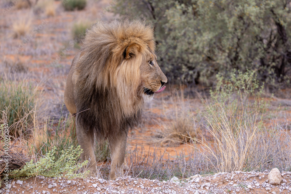 Naklejka premium lion in kgalagadi national park