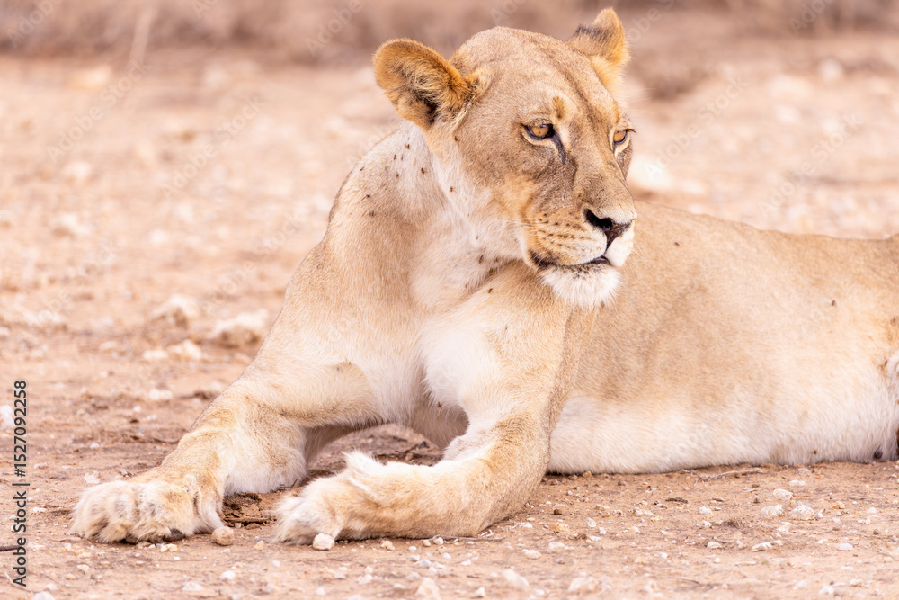 Naklejka premium lioness in kgalagadi national park