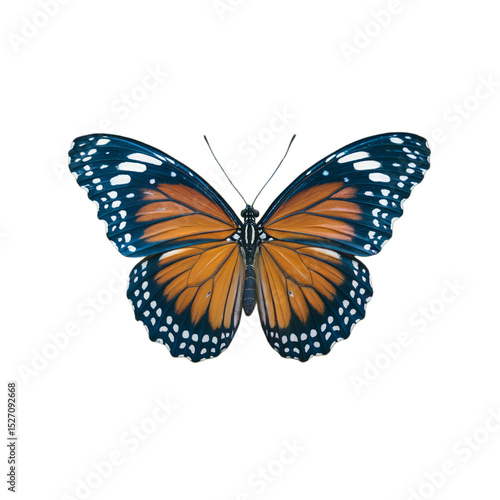 Beautiful orange butterfly with dark blue wings isolated on art macro on transparent background