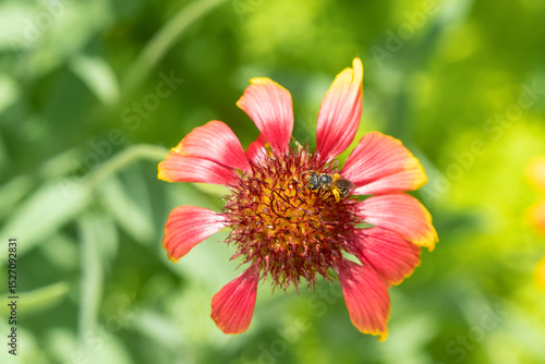 A dying gaillardia or Indian blanket flower in a Florida backyard garden.
