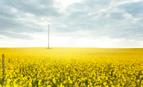 Canola Horizon