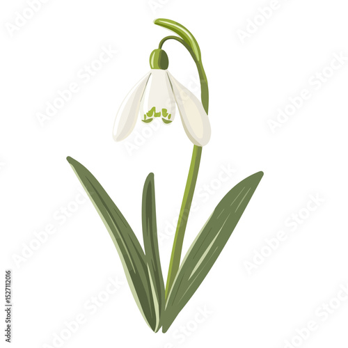 2D flat vector illustration of A Snowdrop Stem, isolated on a white background.