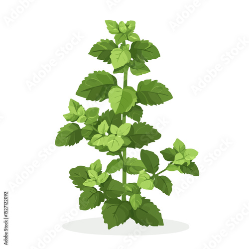 2D flat A Mint Plant vector illustration, isolated on a white background.