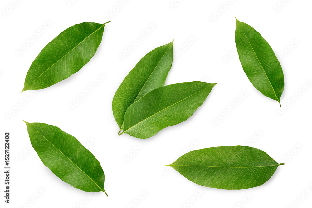 Tropical leaves collection isolated on white background. Top view Tropical leaves collection isolated on white background. Top view