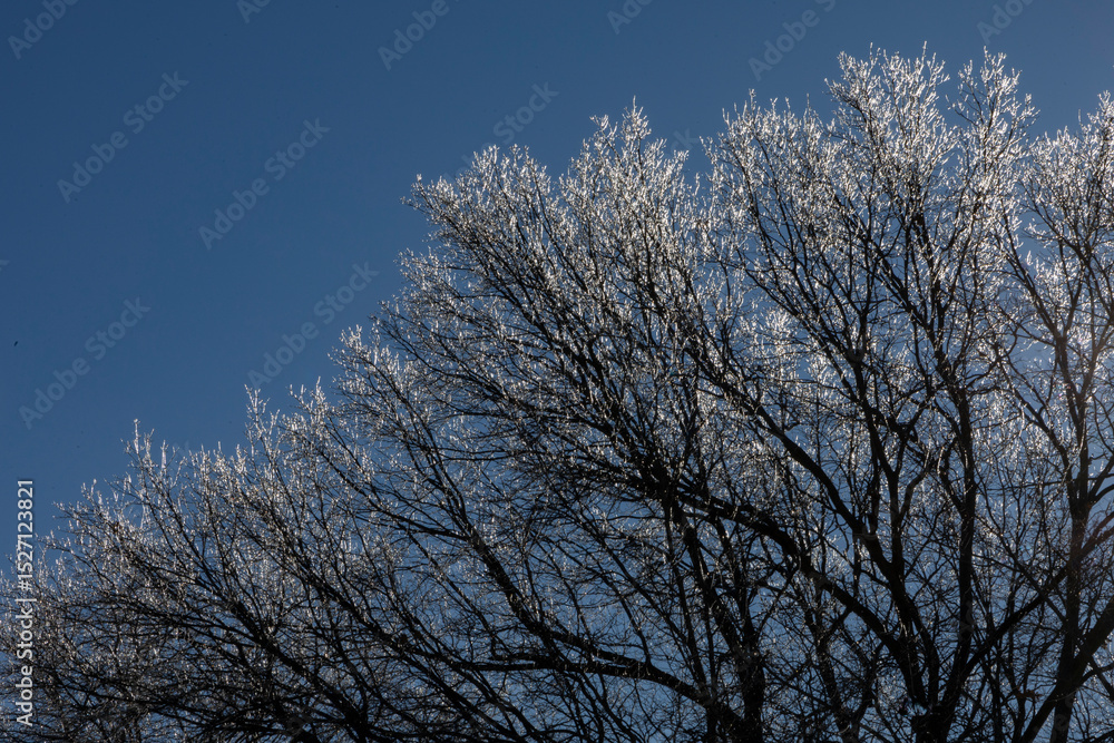 Ice on trees with winter blue sky Ice on trees with winter blue sky
