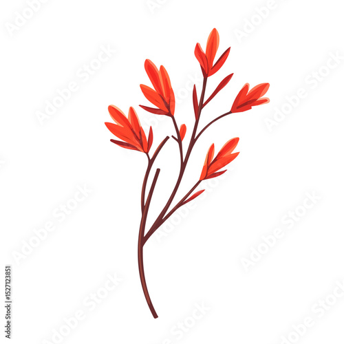 2D flat A Kangaroo Paw Stem vector illustration, isolated on a white background.