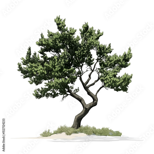 2D flat A Juniper Tree vector illustration, isolated on a white background.