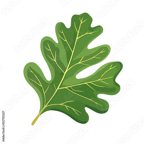 A Holm Oak Leaf illustration vector 2D flat, isolated on a white background.
